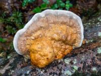 Baumpilz in den Farben orange, beige und weiß an Baumstamm
